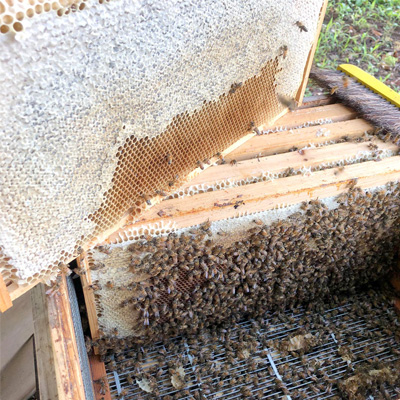 茨城県五霞町の田舎ハチミツ 養蜂写真