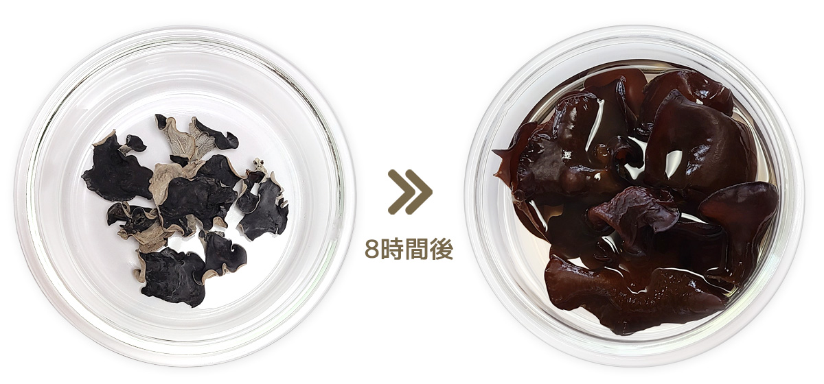 茨城県 日本エコファームの訳あり特大乾燥きくらげを水で戻した8時間後のきくらげ