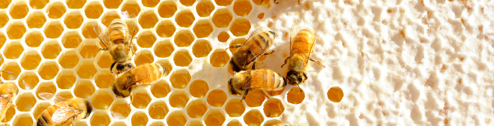 オーガニックマヌカハニー 有機はちみつ MAXX HONEY マックスハニー ミツバチと巣